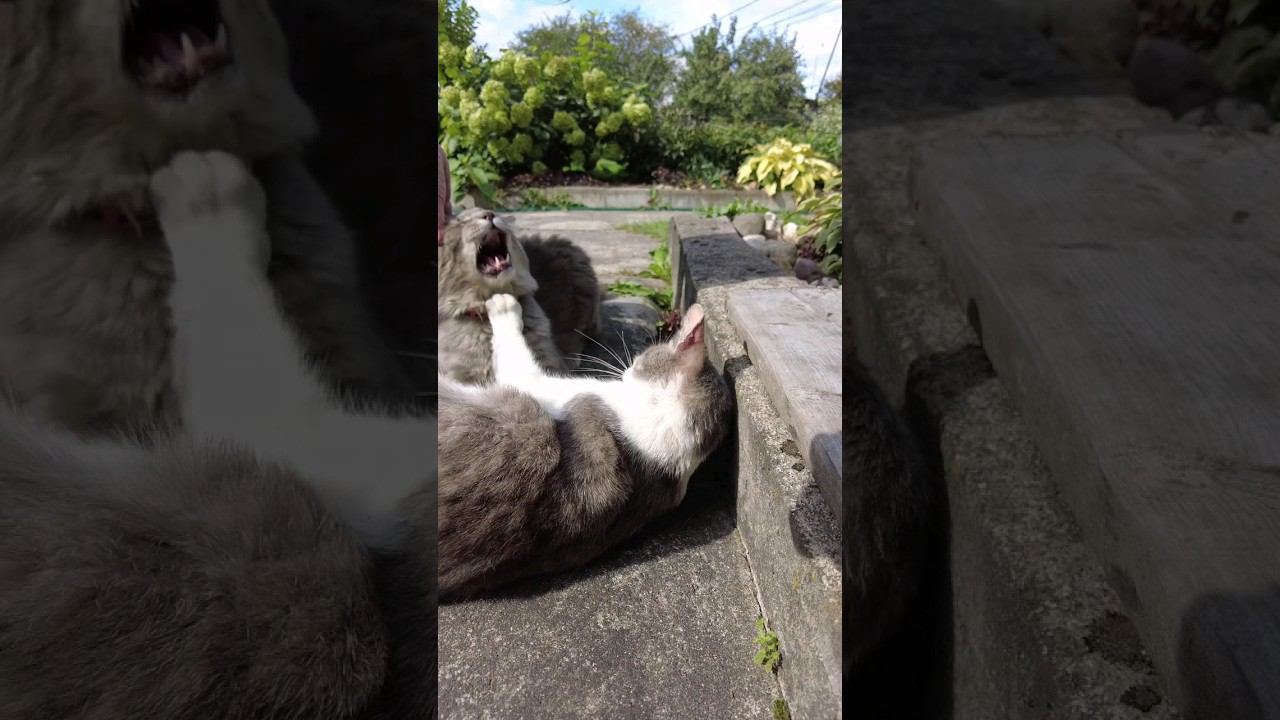 Друзья решили погладить котиков, но что то пошло не так  #кошка #cat #gato #katze #chat #kedi #猫