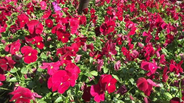 Little Red Flower In Erue Street Of Downtown Chicago