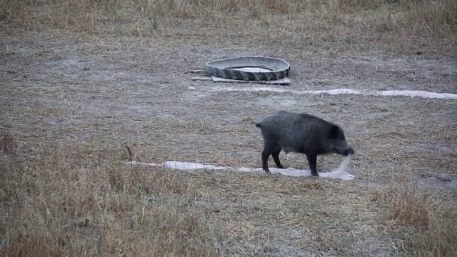 Охота на кабана и свинья с тремя поросятами