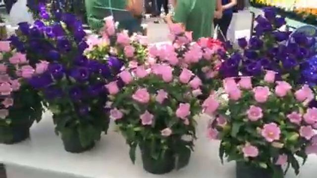 Nueva Color En Campanula De Pote De Guaqueta Trading