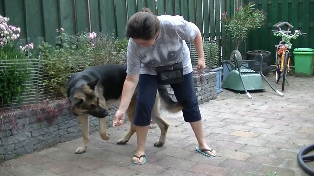 Как научить собаку команде 