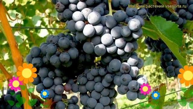 Виноград культурный Смоленский прорыв. Краткий обзор, описание характеристик, где купить саженцы
