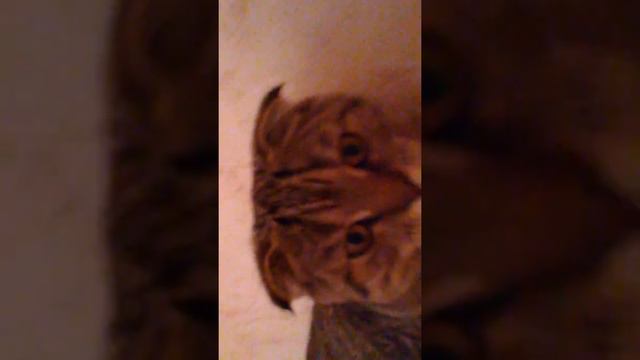 Чернорыж плачет, мама уехала