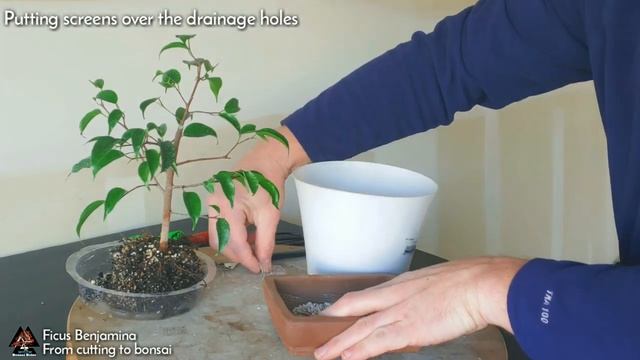 Ficus Benjamina - From Cutting To Bonsai