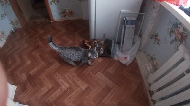 Амур.mp4
