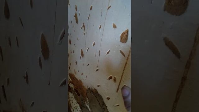 Продолжаем штукатурить стены в деревянном домме