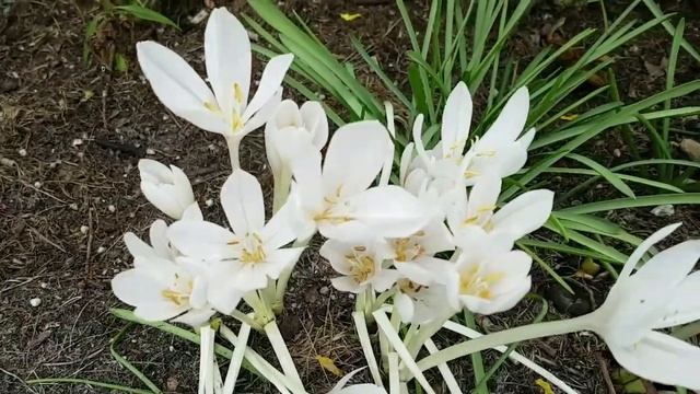 Колхикиум, Безвременник осенний. Два простых + махровый сорт ?