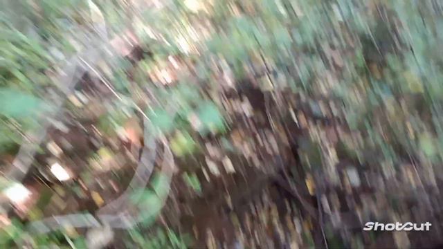 Копаю в лесу/Металл есть/Нашёл четыре погреба  #копметаллавлесу  #металлокоп