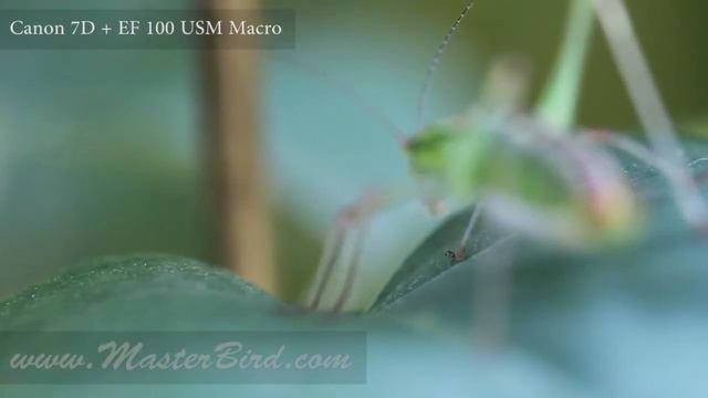 Canon 5D Mark III Vs Canon 5D Mark II Vs Canon 7D