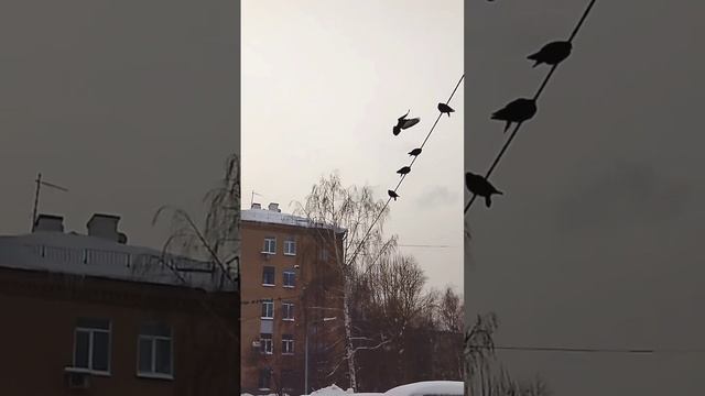 Улетел, обещал вернуться, вернулся #Голуби, #Стихии, #СоРОкопутка