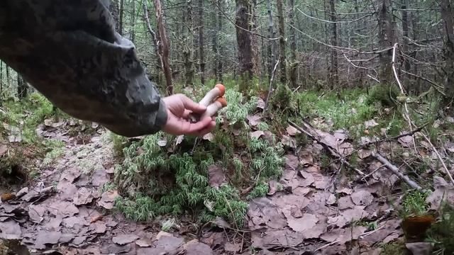 ЭТО КАКОЙ-ТО ГРАД ИЗ ПОДОСИНОВИКОВ! МНОГО ГРИБОВ В МОЛОДОМ ЕЛЬНИКЕ | ГРИБНИК ПОПАЛ В ГРИБНОЙ РАЙ!