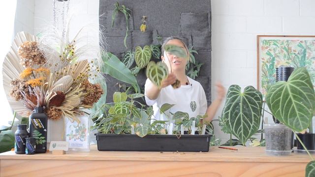 Tips & Tricks For Repotting Anthurium Seedlings | Plant Collector Melbourne