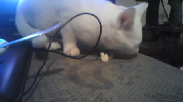 C0380f4f67eface1107be526897c354c