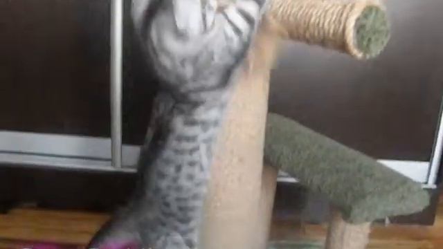 Кот Fine Fold's Berberis (Видео 3)