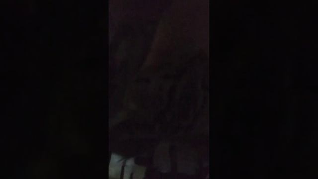 My Cat Is A Vietnam War Veteran