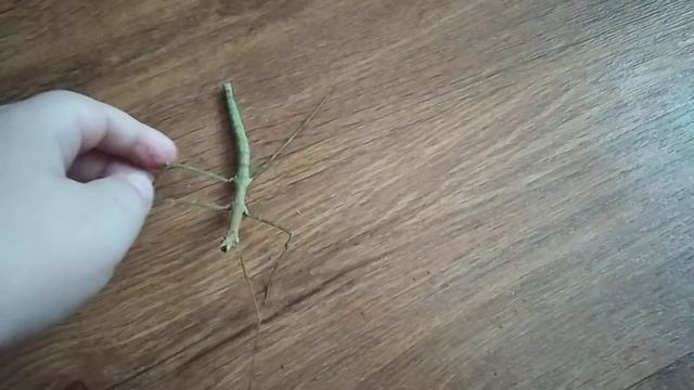 Палочник ходит по полу.