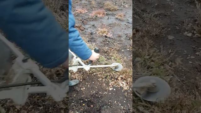Заготовка побегов голубики узколистной для подкормки оленя благородного