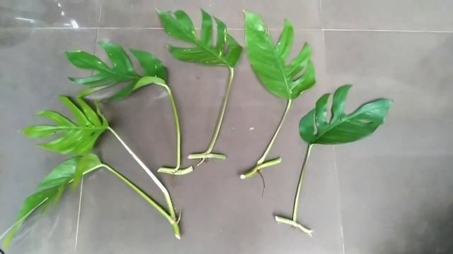 EPIP KUJANG MURAH BANGET / FRESH CUT