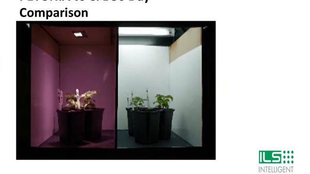 Petunia LED Grow Light Time Lapse