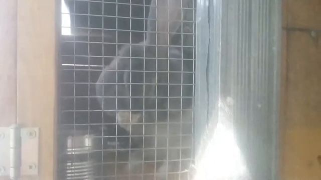 Кролик умывается
