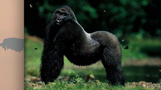 смотреть животное