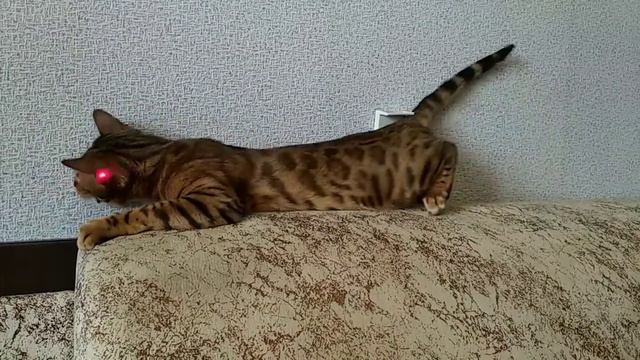 Бенгальская кошка