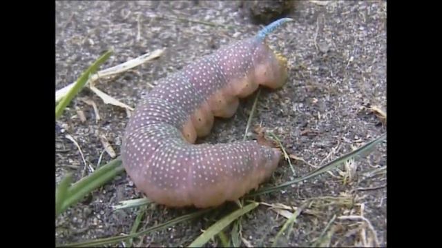 Lime Hawk Moth Mimas Tiliae Larva