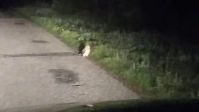 Сова на ночной дороге