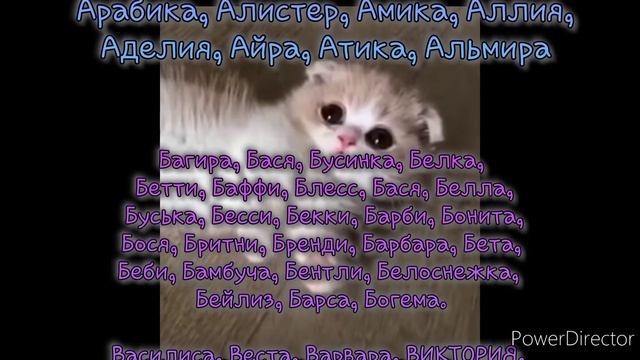 Имена для котёнка девочки?