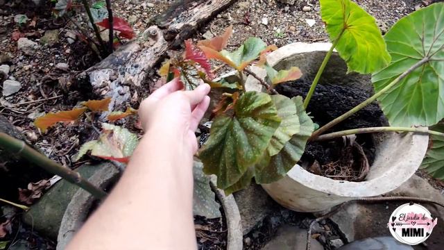 Los ANTURIOS De Mi Suegra | Son De Sol O De Sombra???  | Les Muestro Un Jardín ❤️🌿