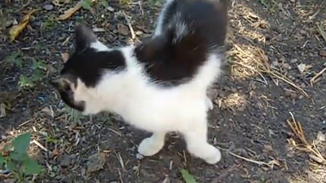 Блохастый кот