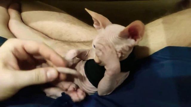 Котёнок канадского сфинкса (мальчик)