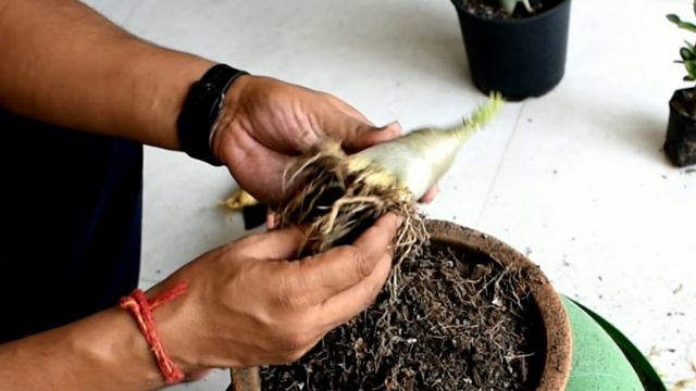 Adenium Plant Root Cutting And Leaf Pruning देखें / Adenium Plant Root Cutting Aur Leaf Pruning करे