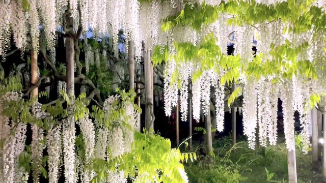 ASHIKAGA FLOWER PARK | THE GARDEN OF ILLUMINATED FLOWERS