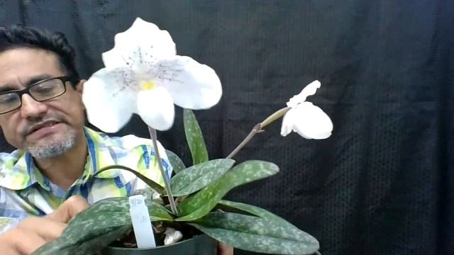 Paphiopedilum Greyi