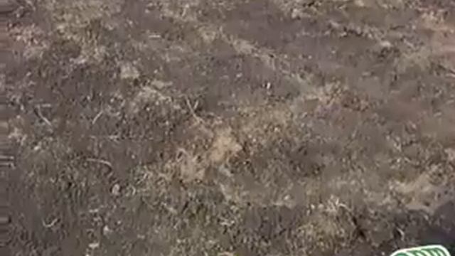 Газон  Уход