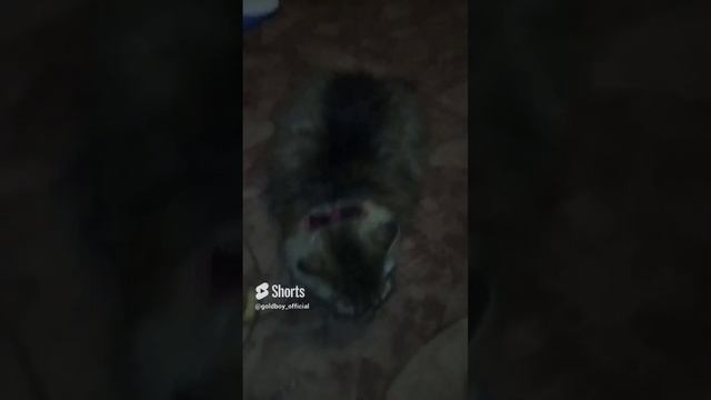 Бархатные тяги