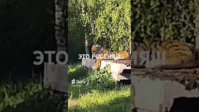 Это Россия!!!