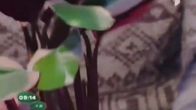 როგორ მოვუაროთ ოთახის მცენარეებს