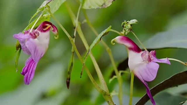 Las Flores Más Raras Y Desconocidas Del Mundo  🌹 Flores Muy Hermosas🥀