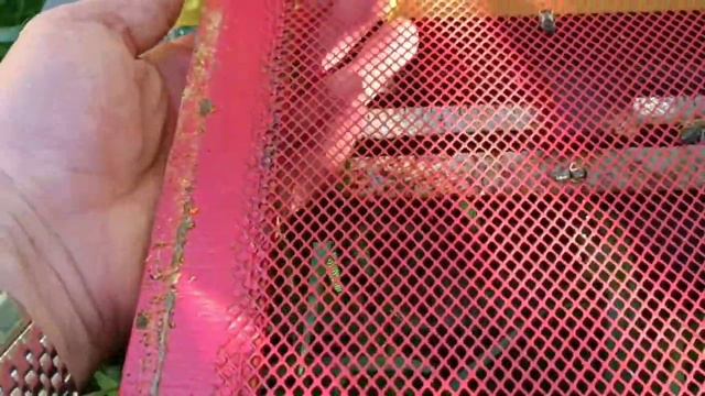 Японский улей, главный взяток закончился.