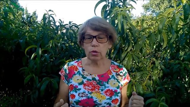 Ловчий пояс из синтепона: защита плодовых от муравьёв (тли) - 7 дач