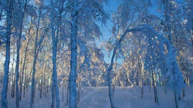 Таинственный хвойный лес