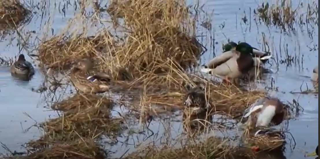 F625b72c235013c1b27566405f35cb86