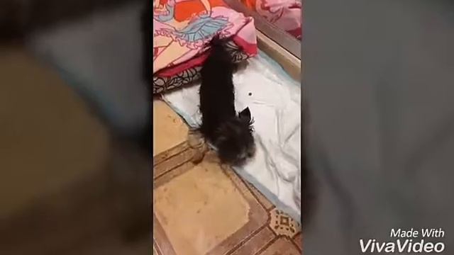 Страшная тайна о чём молчат собаки...