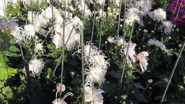 37af837abb790dc9ffb5d1756ba1745a