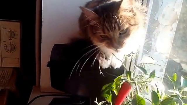 кошка ест горький перец