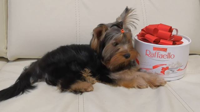 Классика Стиля Ассоль 4 месяца