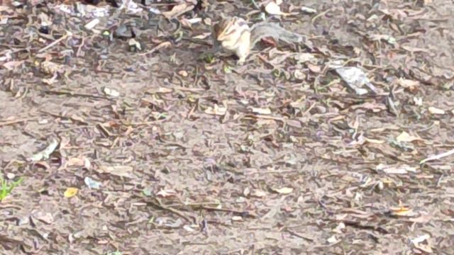 Бесстрашный бурундук