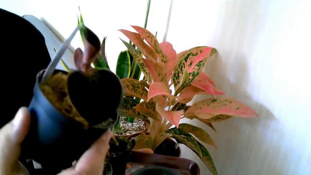 🌿PLANTES TOUR PRINTEMPS 2020 (avant Déménagement) PARTIE 2 | PLANTES TOUR